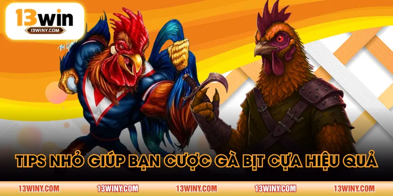 Tips nhỏ giúp bạn cược gà bịt cựa hiệu quả